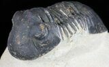 Bargain, Paralejurus Trilobite Fossil - Morocco #53544-2